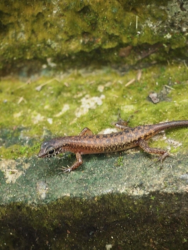Sabah Slender Skink