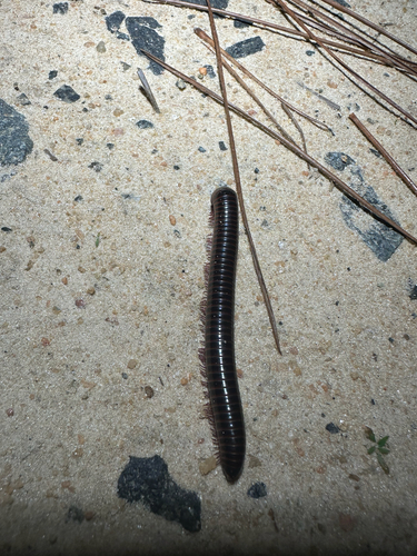 Florida Ivory Millipede