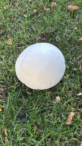 giant puffball