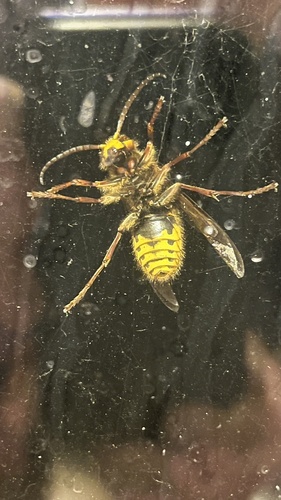 European Hornet