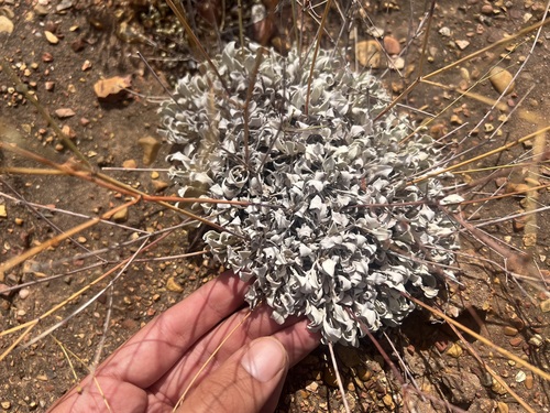 Tall Buckwheat