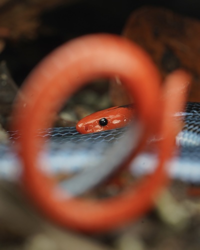 Blue Malaysian Coralsnake
