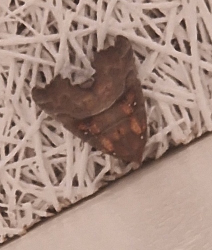 Herald Moth
