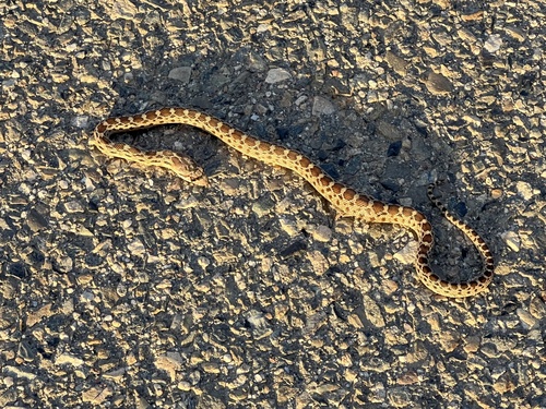 Gopher Snake