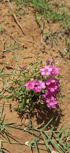 Common Sorrel