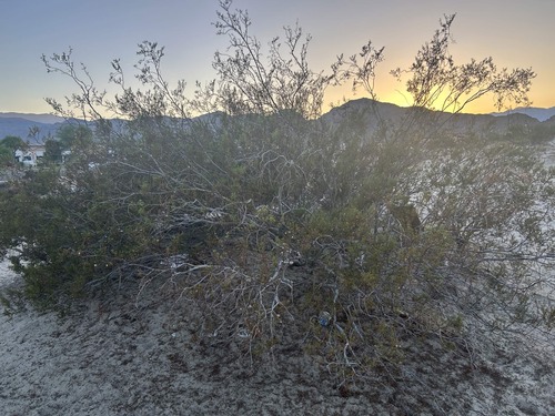 Creosote Bush