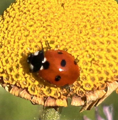 Seven-spotted Lady Beetle