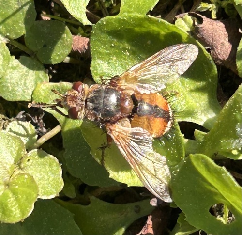 Common Tachinid