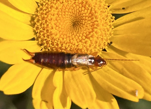 European Earwig
