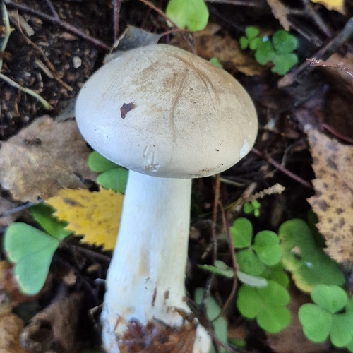 Cloudy Clitocybe