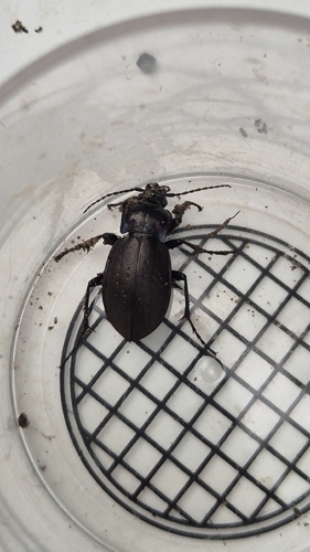 Bronze Ground Beetle