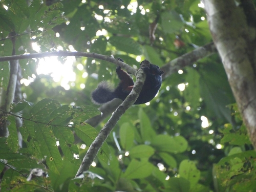 Black Prevost's Squirrel