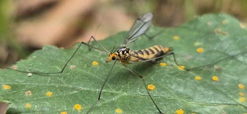 Nephrotoma flavipalpis