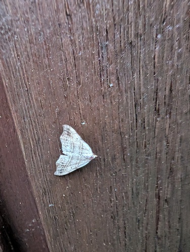 Beautiful Hook-tip