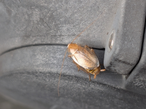 Variable Cockroach