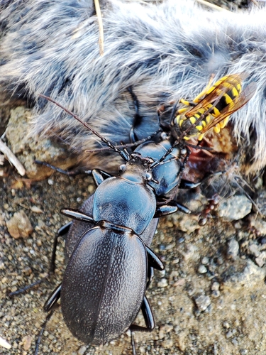 Leather Beetle
