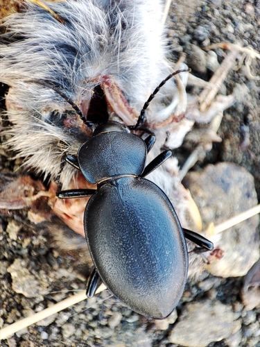 Carabus graecus
