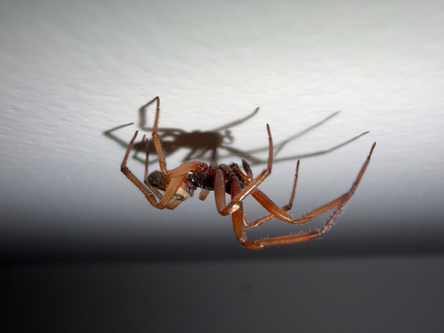 Noble False Widow