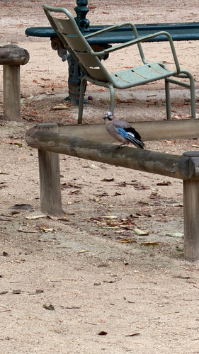 Eurasian Jay