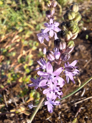 Autumn Squill