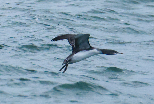 Red-throated Loon