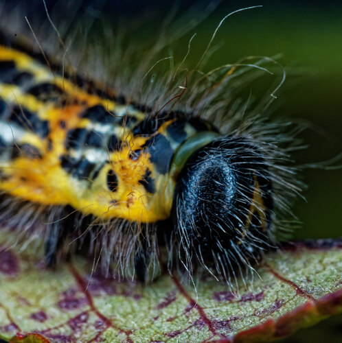 Buff-tip