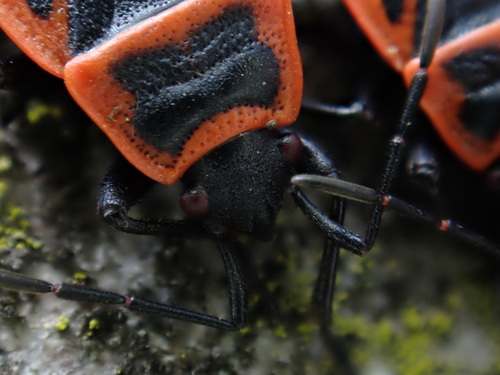 European Firebug