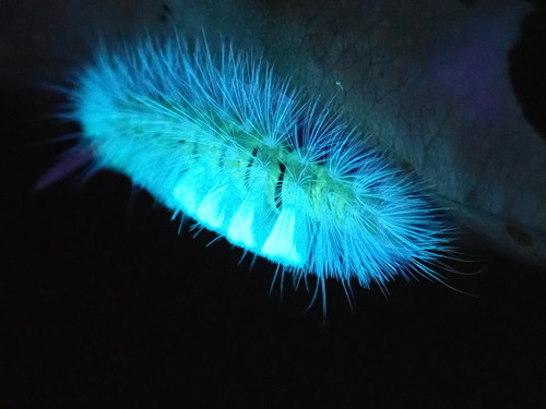 Pale Tussock Moth