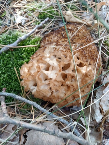Cauliflower Fungus