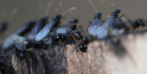 Jet Ant