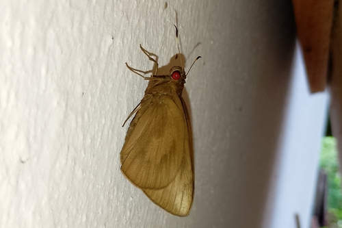 Rounded Palm-redeye