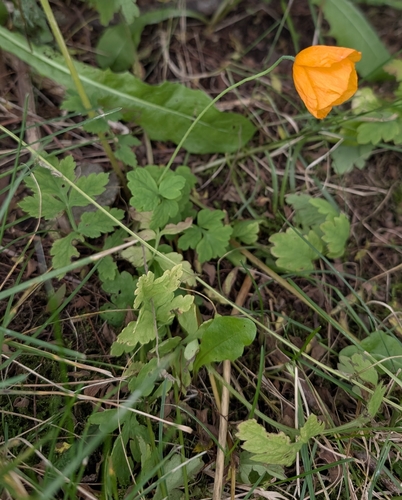 Welsh Poppy