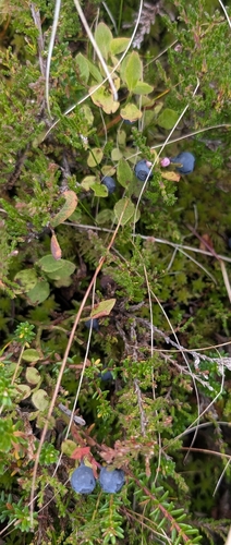 common bilberry
