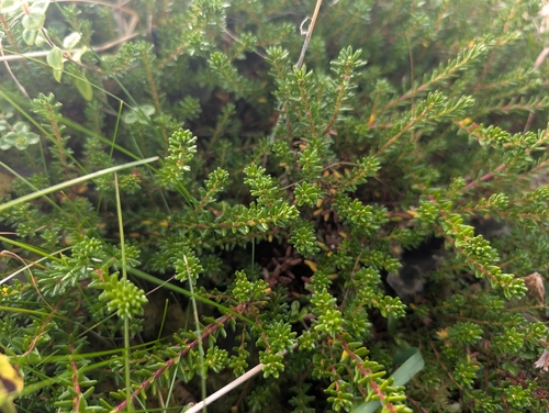 black crowberry