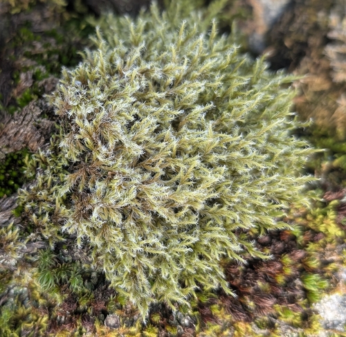 Woolly Fringe-moss