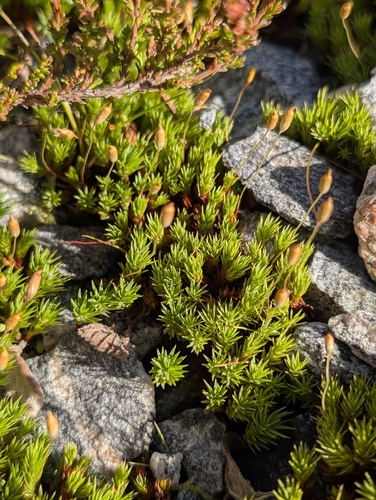 Urn Hair Moss