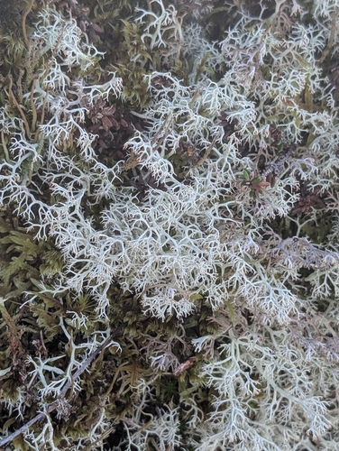 gray reindeer lichen