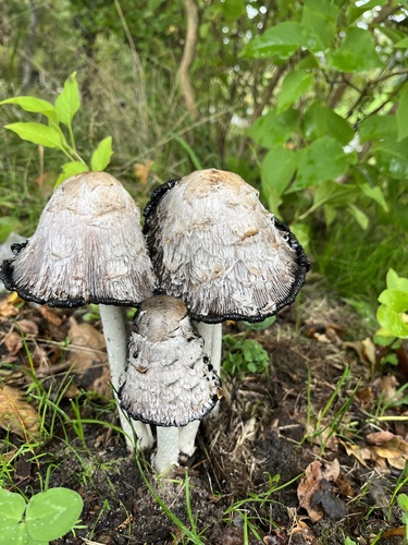 Shaggy Mane