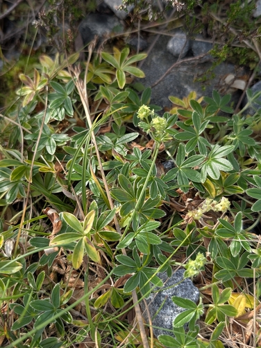 Alpine Lady's-mantle