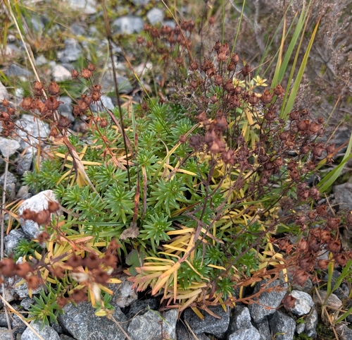 Yellow Saxifrage