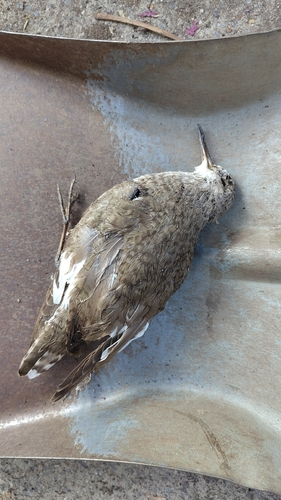 Common Sandpiper