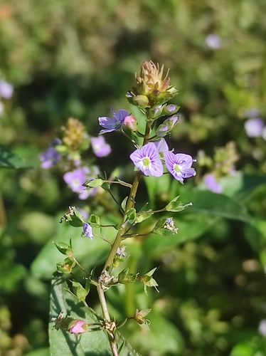 blue water-speedwell