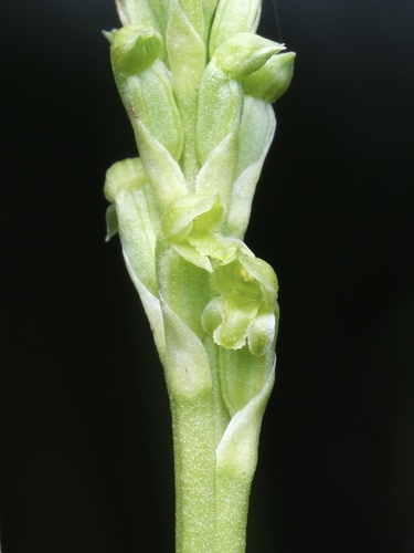 slender onion-orchid