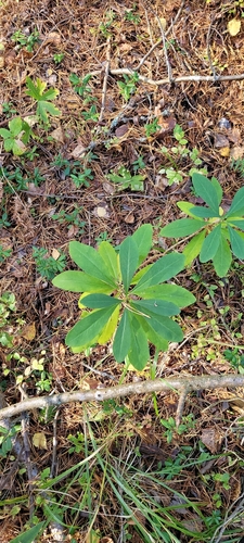 Mezereon