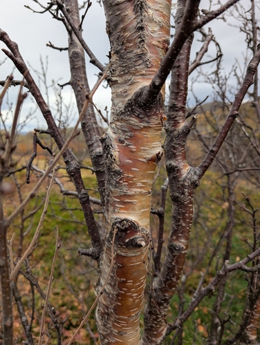 Downy Birch