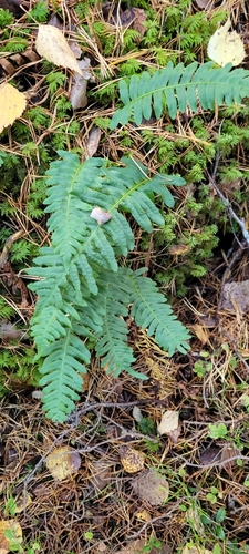 common polypody