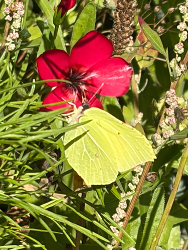 Common Brimstone