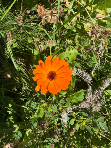 pot marigold
