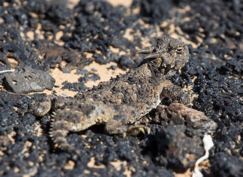 Sonoran Horned Lizard