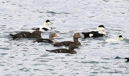 King Eider